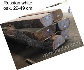 Russian white oak, 29-49 cm