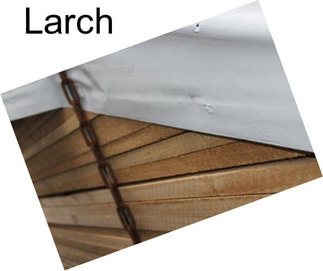 Larch