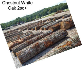 Chestnut White Oak 2sc+