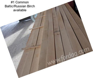 #1 Common Baltic/Russian Birch available