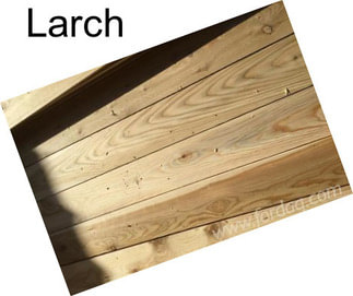 Larch