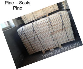 Pine  - Scots Pine