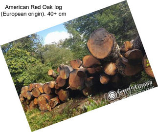 American Red Oak log (European origin). 40+ cm