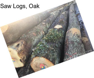 Saw Logs, Oak