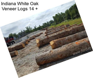 Indiana White Oak Veneer Logs 14\