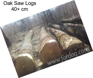 Oak Saw Logs 40+ cm