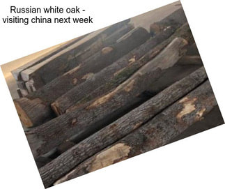 Russian white oak - visiting china next week