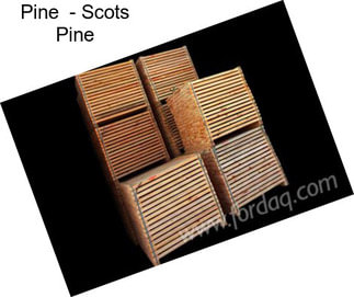 Pine  - Scots Pine