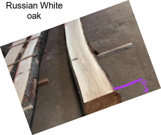 Russian White oak