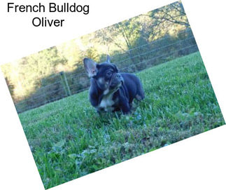 French Bulldog Oliver