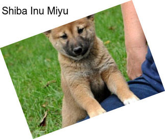 Shiba Inu Miyu