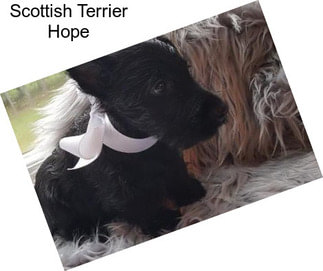 Scottish Terrier Hope