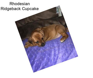 Rhodesian Ridgeback Cupcake