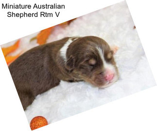 Miniature Australian Shepherd Rtm V