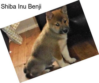 Shiba Inu Benji