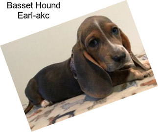 Basset Hound Earl-akc