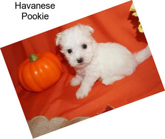 Havanese Pookie