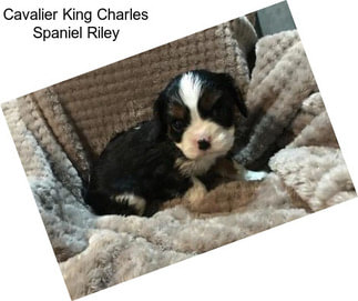 Cavalier King Charles Spaniel Riley