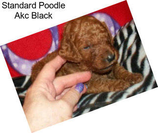 Standard Poodle Akc Black