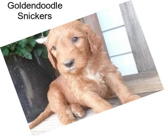 Goldendoodle Snickers