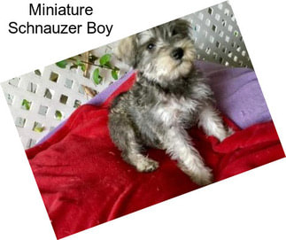 Miniature Schnauzer Boy