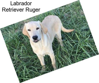 Labrador Retriever Ruger