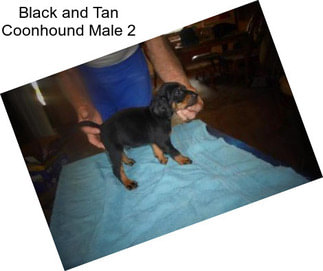 Black and Tan Coonhound Male 2