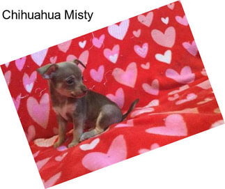 Chihuahua Misty