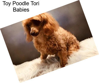 Toy Poodle Tori Babies