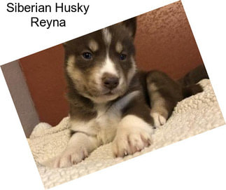 Siberian Husky Reyna