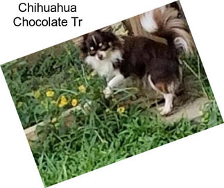 Chihuahua Chocolate Tr