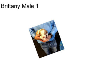 Brittany Male 1