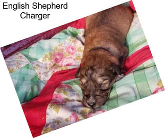 English Shepherd Charger