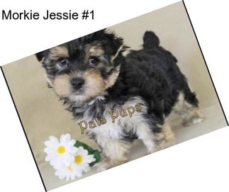 Morkie Jessie #1