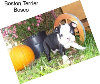 Boston Terrier Bosco