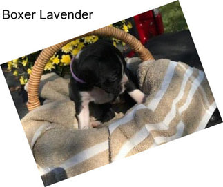 Boxer Lavender