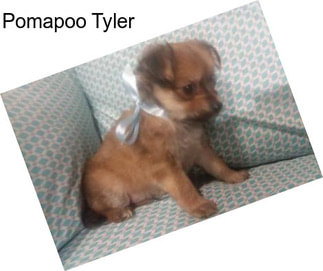 Pomapoo Tyler