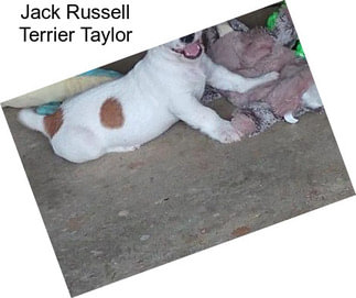 Jack Russell Terrier Taylor