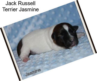 Jack Russell Terrier Jasmine