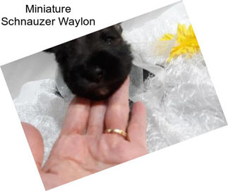 Miniature Schnauzer Waylon