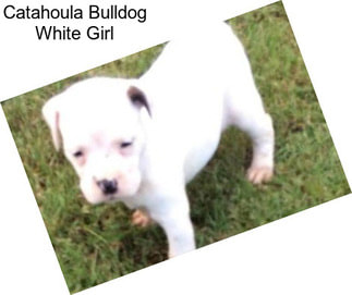 Catahoula Bulldog White Girl
