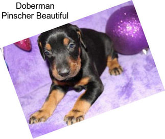 Doberman Pinscher Beautiful