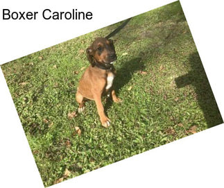 Boxer Caroline