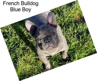 French Bulldog Blue Boy