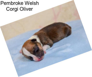 Pembroke Welsh Corgi Oliver