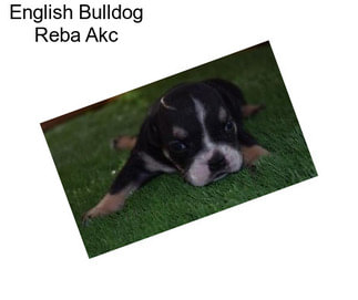 English Bulldog Reba Akc