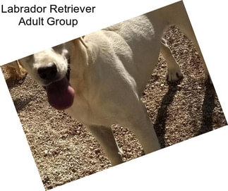 Labrador Retriever Adult Group