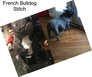 French Bulldog Stitch