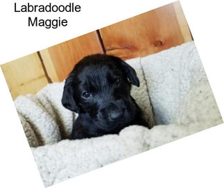 Labradoodle Maggie