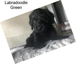 Labradoodle Green